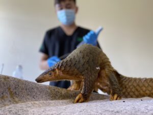 Cá thể tê tê được cứu hộ