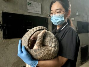 Cá thể tê tê được SVW cứu hộ tháng 7/2023