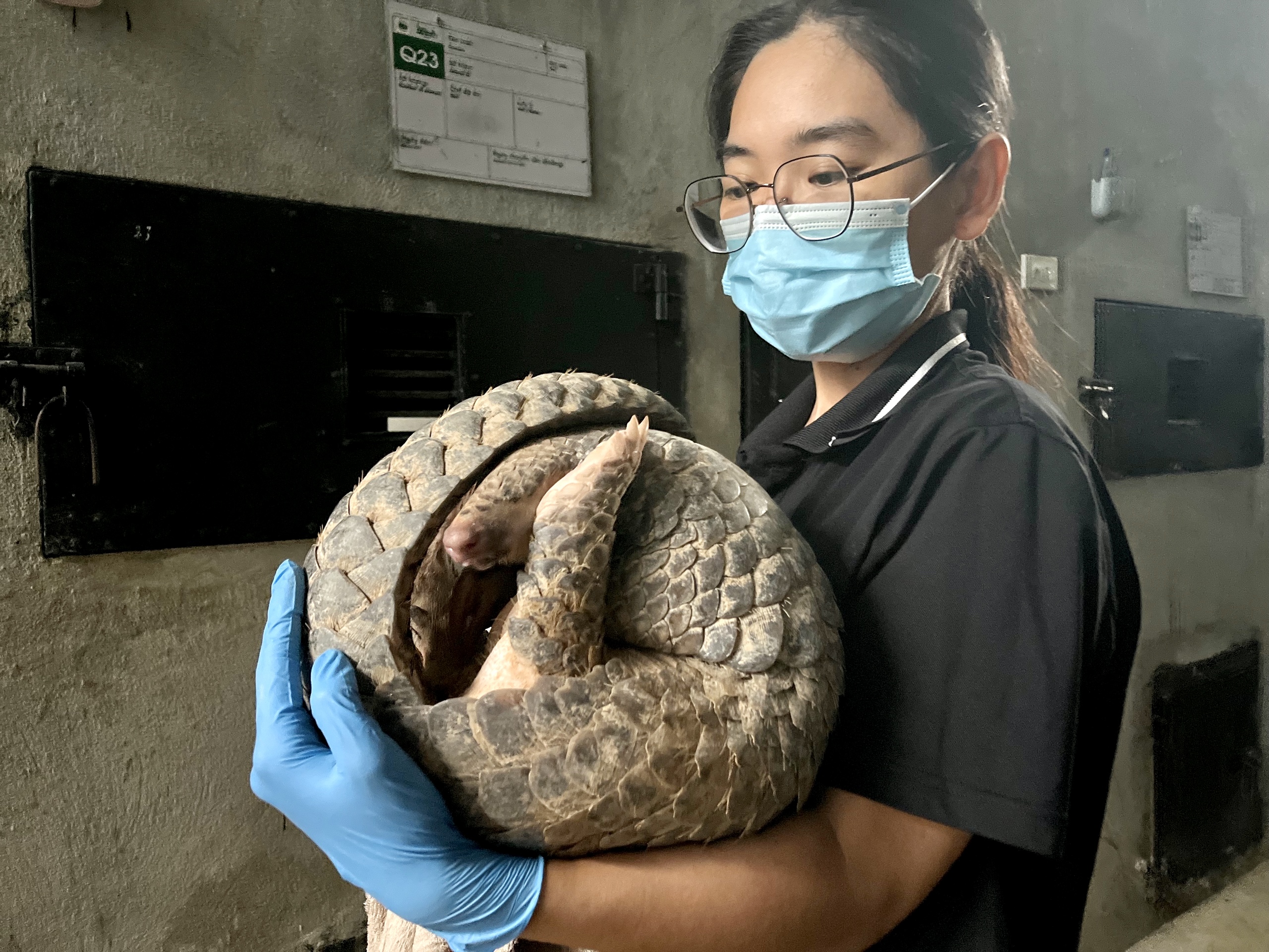 Cá thể tê tê được SVW cứu hộ tháng 7/2023